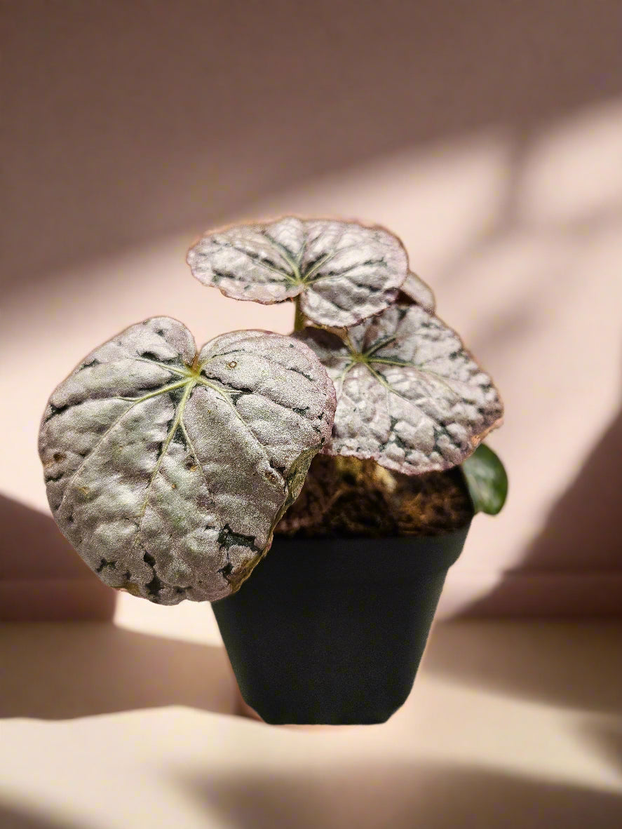Begonia &