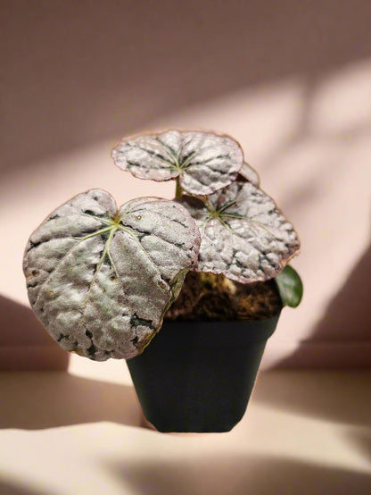 Begonia &