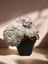 Begonia &
