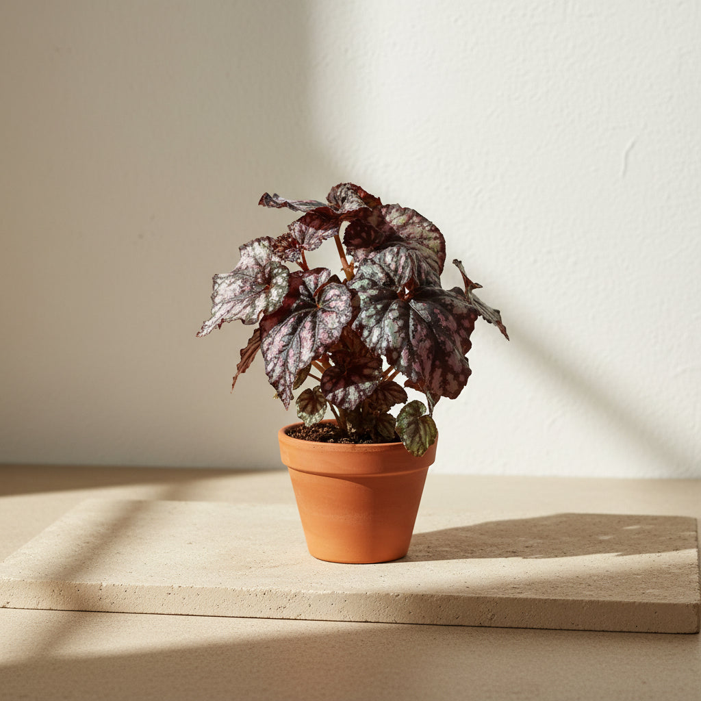 Rex Begonia Cumbia, a stunning collector houseplant with swirling silver, burgundy, and green foliage that adds artistic texture indoors.