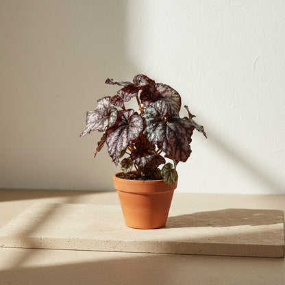 Rex Begonia Cumbia, a stunning collector houseplant with swirling silver, burgundy, and green foliage that adds artistic texture indoors.