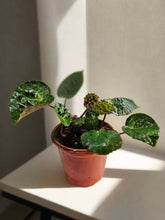 The Begonia ferox is a rare, exotic plant native to Guangxi, China, prized for its asymmetrical, glossy green leaves covered with black bullae tipped with fine hairs. It produces small white flowers and thrives in bright, indirect light with high humidity. Perfect for collectors, it adds a unique, textured charm to any space.
