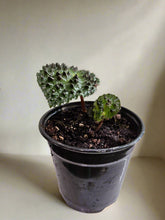 The Begonia ferox is a rare, exotic plant native to Guangxi, China, prized for its asymmetrical, glossy green leaves covered with black bullae tipped with fine hairs. It produces small white flowers and thrives in bright, indirect light with high humidity. Perfect for collectors, it adds a unique, textured charm to any space.