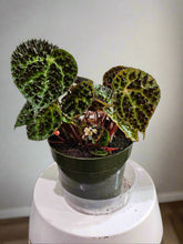 The Begonia ferox is a rare, exotic plant native to Guangxi, China, prized for its asymmetrical, glossy green leaves covered with black bullae tipped with fine hairs. It produces small white flowers and thrives in bright, indirect light with high humidity. Perfect for collectors, it adds a unique, textured charm to any space.