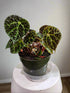 The Begonia ferox is a rare, exotic plant native to Guangxi, China, prized for its asymmetrical, glossy green leaves covered with black bullae tipped with fine hairs. It produces small white flowers and thrives in bright, indirect light with high humidity. Perfect for collectors, it adds a unique, textured charm to any space.