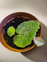 The Begonia ferox is a rare, exotic plant native to Guangxi, China, prized for its asymmetrical, glossy green leaves covered with black bullae tipped with fine hairs. It produces small white flowers and thrives in bright, indirect light with high humidity. Perfect for collectors, it adds a unique, textured charm to any space.