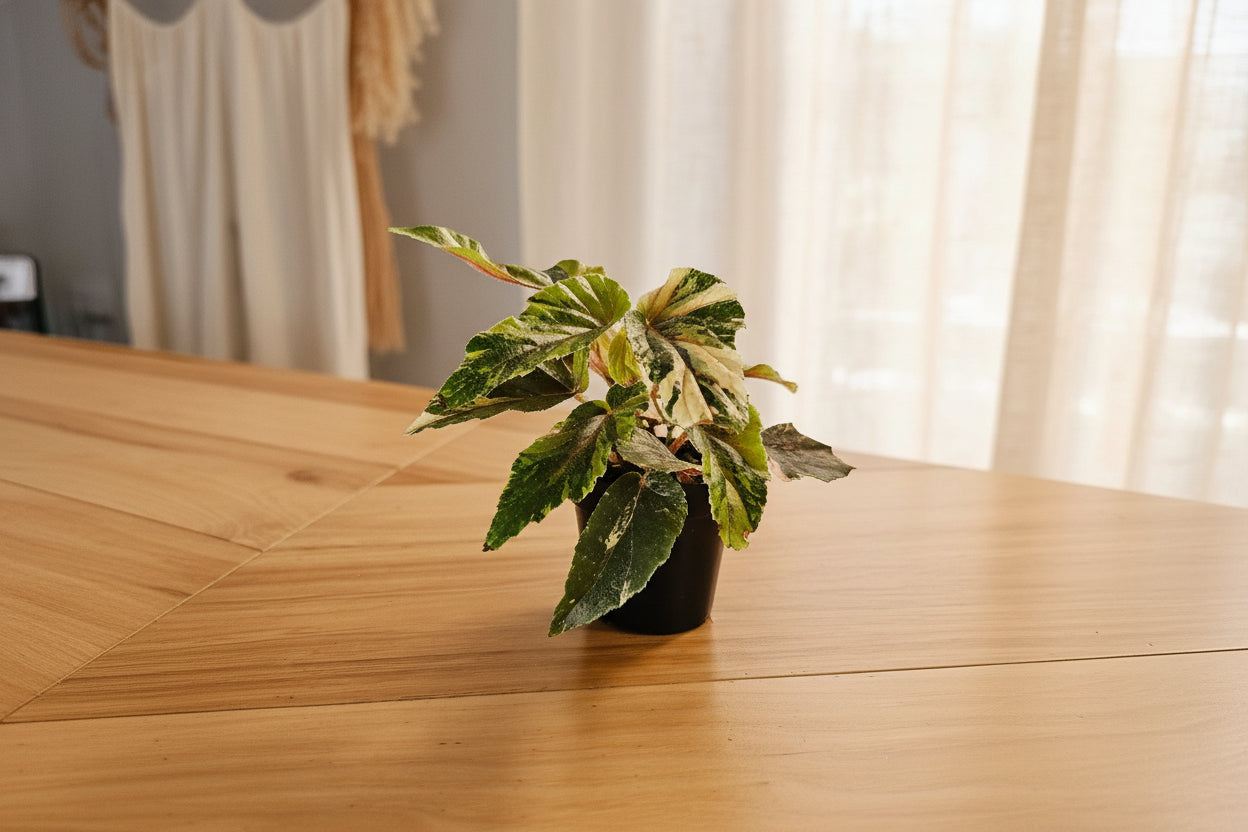 Begonia Ginny Galaxy is a rare rex begonia with cosmic, speckled foliage. High-variegated 3″ plants are collector favorites and easy to propagate indoors.