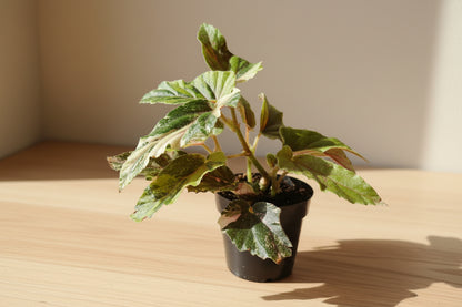 Begonia Ginny Galaxy is a rare rex begonia with cosmic, speckled foliage. High-variegated 3″ plants are collector favorites and easy to propagate indoors.