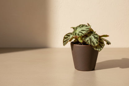 Begonia Imperialis features soft silvery-green leaves with elegant veining and a subtle shimmer. A refined, easy-care begonia perfect for indoor plant styling.