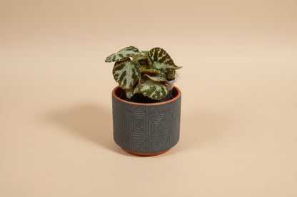 Begonia Imperialis features soft silvery-green leaves with elegant veining and a subtle shimmer. A refined, easy-care begonia perfect for indoor plant styling.