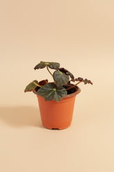 Begonia ‘Joe Hayden’ (Begonia rex-cultorum) is a stunning Rex Begonia hybrid, prized for its vibrant, star-shaped leaves with bold patterns of green, burgundy, and silver. Perfect for indoor decor, this uncommon beauty thrives in bright, indirect light with high humidity. 