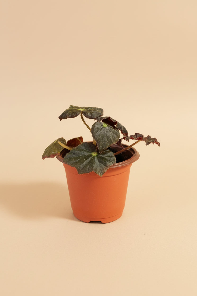 Begonia ‘Joe Hayden’ (Begonia rex-cultorum) is a stunning Rex Begonia hybrid, prized for its vibrant, star-shaped leaves with bold patterns of green, burgundy, and silver. Perfect for indoor decor, this uncommon beauty thrives in bright, indirect light with high humidity. 