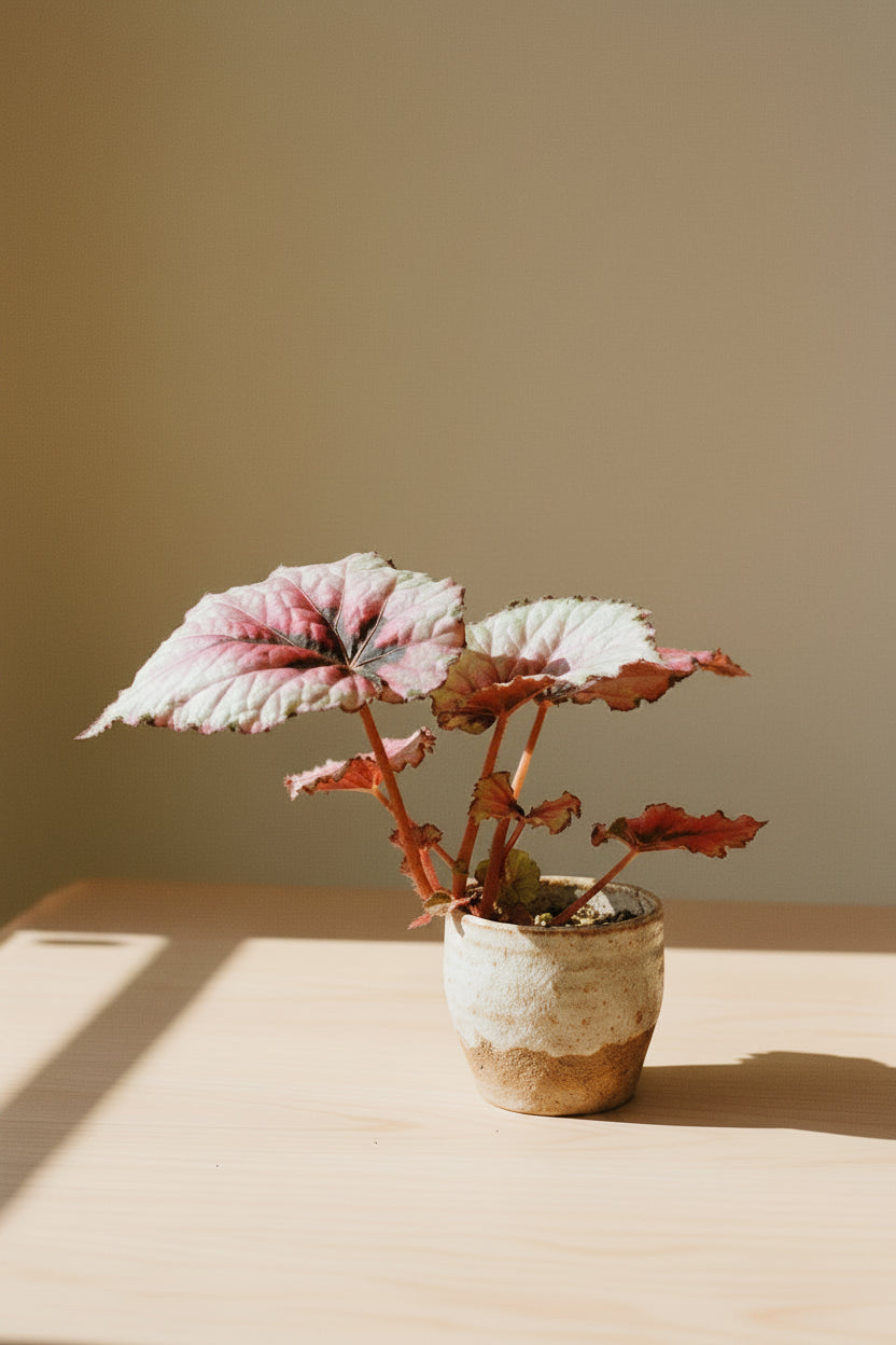Begonia Kotobuki, a rare collector begonia with sculptural silver-green leaves, burgundy undersides, and compact growth perfect for indoor jungles