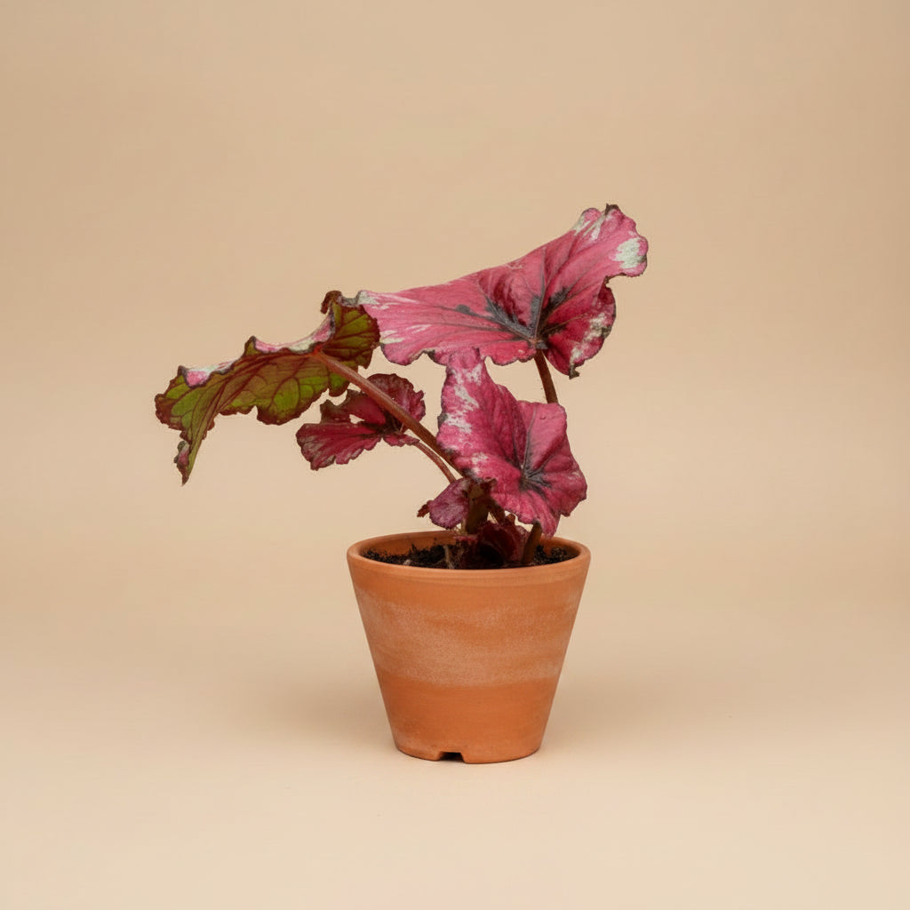 Begonia Kotobuki, begonia with sculptural silver-green leaves, burgundy undersides, and compact growth perfect for indoor jungles