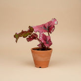 Begonia Kotobuki, begonia with sculptural silver-green leaves, burgundy undersides, and compact growth perfect for indoor jungles