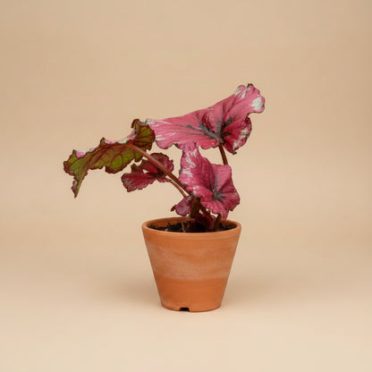 Begonia Kotobuki, begonia with sculptural silver-green leaves, burgundy undersides, and compact growth perfect for indoor jungles