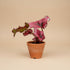 Begonia Kotobuki, begonia with sculptural silver-green leaves, burgundy undersides, and compact growth perfect for indoor jungles