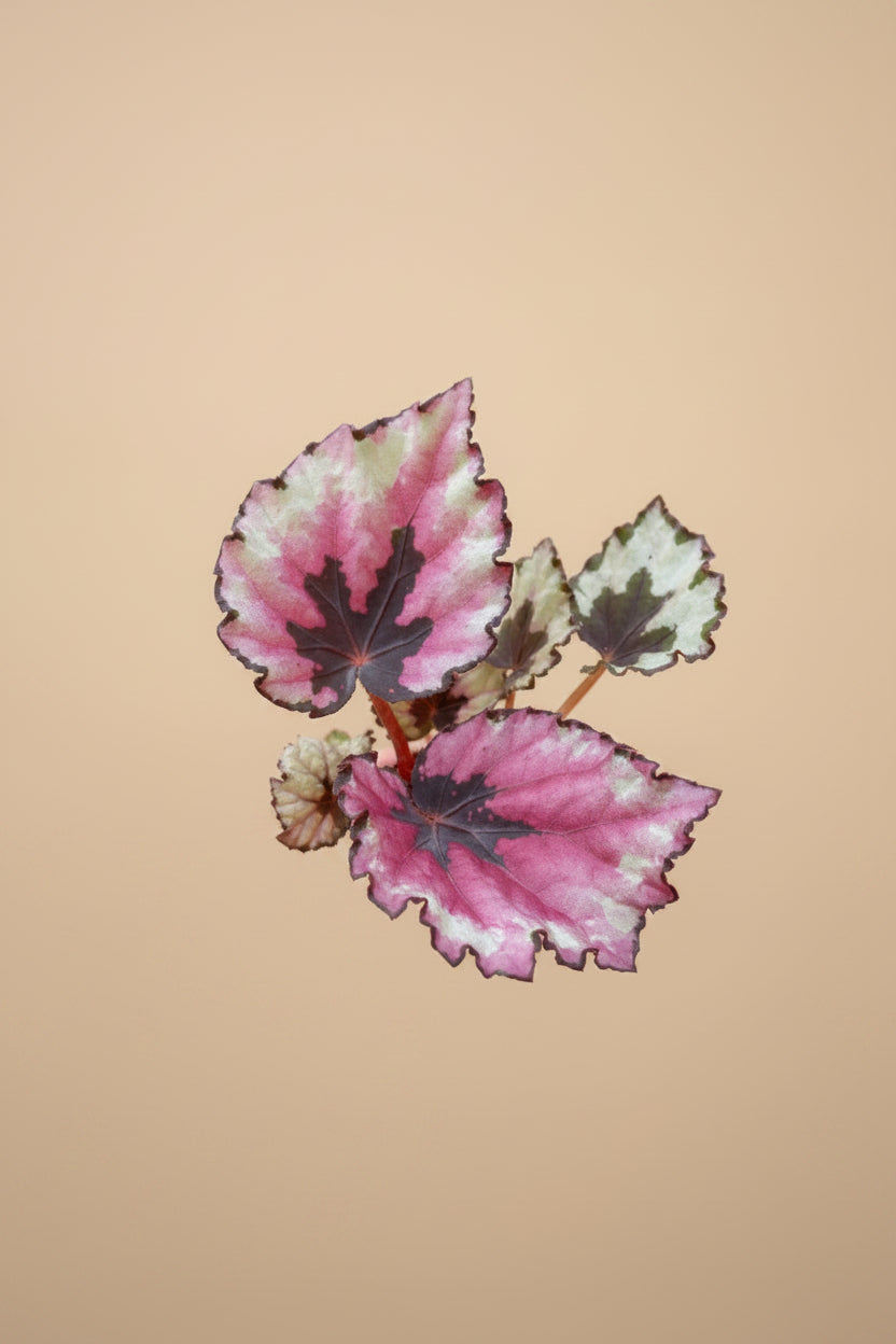 Begonia Kotobuki, begonia with sculptural silver-green leaves, burgundy undersides, and compact growth perfect for indoor jungles