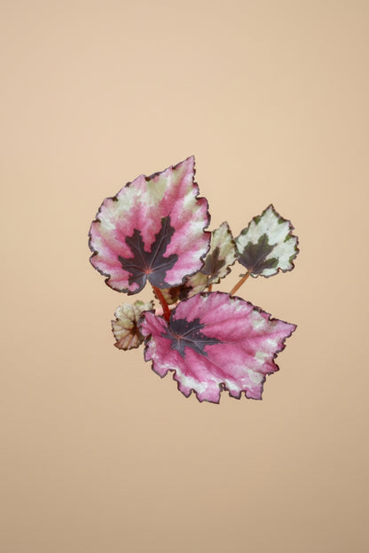 Begonia Kotobuki, begonia with sculptural silver-green leaves, burgundy undersides, and compact growth perfect for indoor jungles