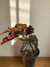 The Begonia Maculata ‘Cracklin’ Rose’ is a rare, stunning houseplant with polka-dotted leaves and deep rose-red undersides. Fast-growing and low-maintenance, it thrives in bright, indirect light and high humidity. Perfect for trailing or climbing, this eye-catching Begonia adds a bold, elegant touch to any indoor space.