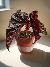 The Begonia Maculata ‘Cracklin’ Rose’ is a rare, stunning houseplant with polka-dotted leaves and deep rose-red undersides. Fast-growing and low-maintenance, it thrives in bright, indirect light and high humidity. Perfect for trailing or climbing, this eye-catching Begonia adds a bold, elegant touch to any indoor space.