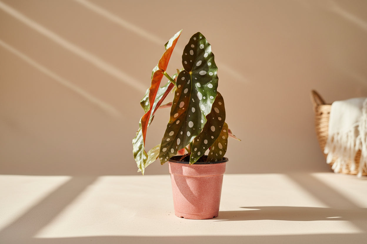 The Begonia Maculata, also known as the Polka Dot Begonia, features silvery-white spots and deep red undersides, adding bold charm to any space