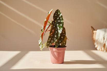 The Begonia Maculata, also known as the Polka Dot Begonia, features silvery-white spots and deep red undersides, adding bold charm to any space