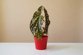 The Begonia Maculata, also known as the Polka Dot Begonia, features silvery-white spots and deep red undersides, adding bold charm to any space