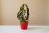 The Begonia Maculata, also known as the Polka Dot Begonia, features silvery-white spots and deep red undersides, adding bold charm to any space