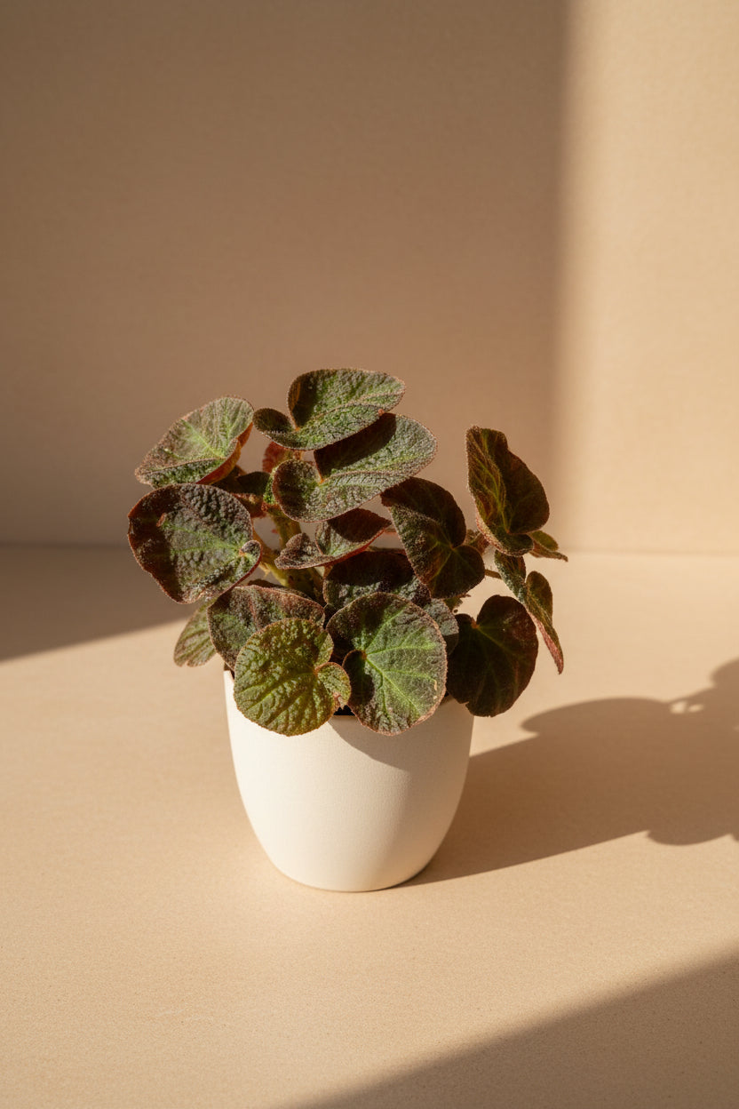 Begonia ‘Manaus’ features deep, velvety foliage with striking lime veining. A bold, moody houseplant perfect for collectors and jungle-inspired spaces.