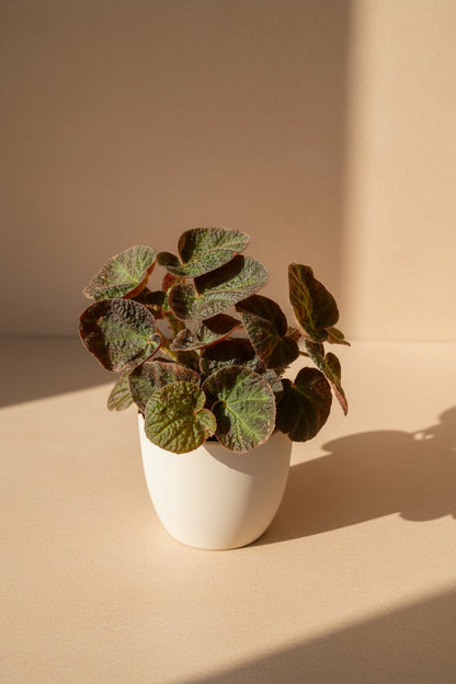 Begonia ‘Manaus’ features deep, velvety foliage with striking lime veining. A bold, moody houseplant perfect for collectors and jungle-inspired spaces.