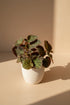 Begonia ‘Manaus’ features deep, velvety foliage with striking lime veining. A bold, moody houseplant perfect for collectors and jungle-inspired spaces.