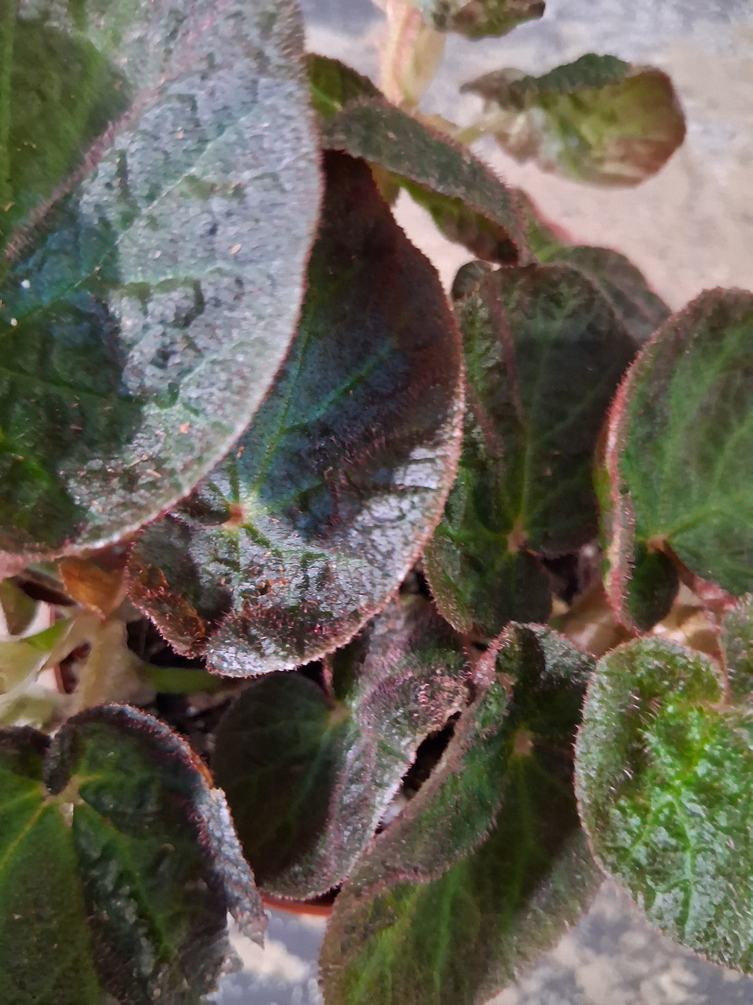 Begonia ‘Manaus’ features deep, velvety foliage with striking lime veining. A bold, moody houseplant perfect for collectors and jungle-inspired spaces.