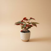 Begonia Pink Spot angel wing houseplant with striking spotted leaves. Easy-care indoor plant perfect for bright spaces and tropical plant collections.