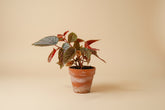 Begonia Pink Spot angel wing houseplant with striking spotted leaves. Easy-care indoor plant perfect for bright spaces and tropical plant collections.
