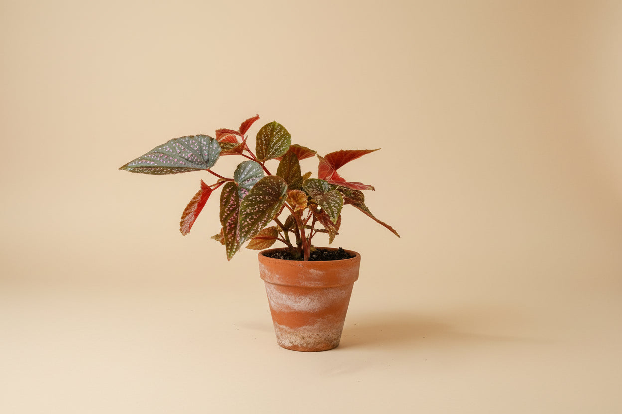 Begonia Pink Spot angel wing houseplant with striking spotted leaves. Easy-care indoor plant perfect for bright spaces and tropical plant collections.
