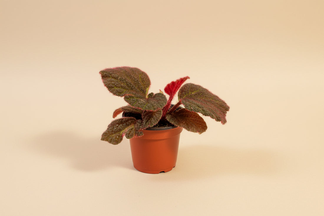 Begonia Rex Mars Rising features bold red and burgundy leaves with dramatic contrast. A striking, collector-favorite rex begonia for vibrant indoor plant styling.