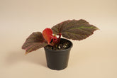 Begonia Rex Mars Rising features bold red and burgundy leaves with dramatic contrast. A striking, collector-favorite rex begonia for vibrant indoor plant styling.