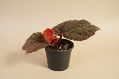 Begonia Rex Mars Rising features bold red and burgundy leaves with dramatic contrast. A striking, collector-favorite rex begonia for vibrant indoor plant styling.