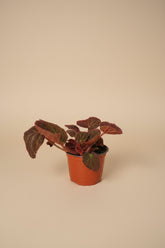 Begonia Rex Mars Rising features bold red and burgundy leaves with dramatic contrast. A striking, collector-favorite rex begonia for vibrant indoor plant styling.