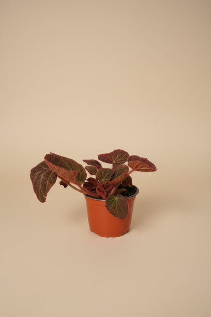 Begonia Rex Mars Rising features bold red and burgundy leaves with dramatic contrast. A striking, collector-favorite rex begonia for vibrant indoor plant styling.
