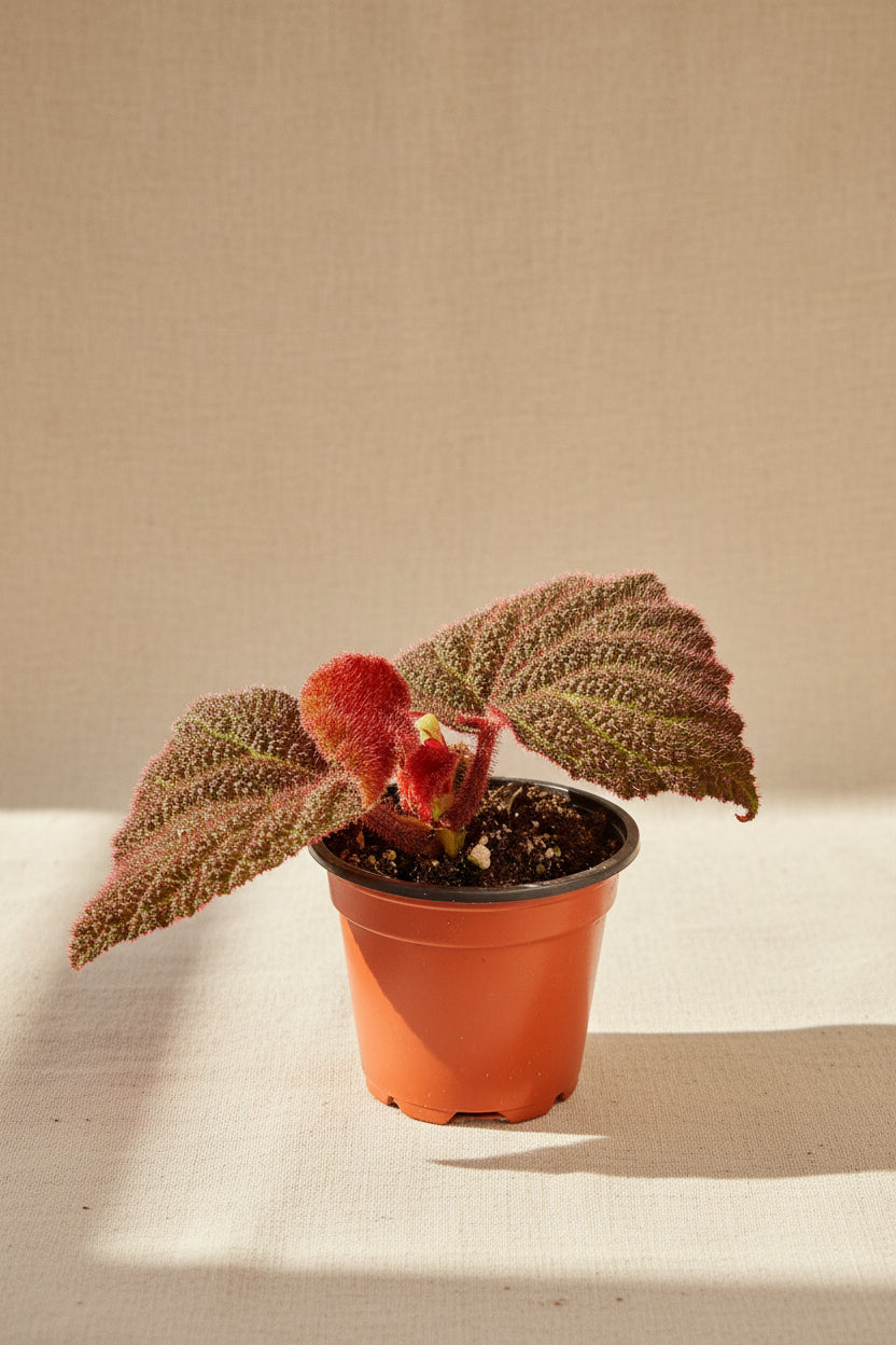 Begonia Rex Mars Rising features bold red and burgundy leaves with dramatic contrast. A striking, collector-favorite rex begonia for vibrant indoor plant styling.