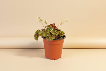 Begonia Rex ‘Polar Shadows’ features velvety dark foliage with silver tones. A moody, collector-favorite houseplant perfect for bright, indirect light spaces.