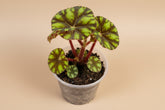  Begonia Rex ‘Zumba’ is a lively foliage begonia known for its swirling color and rhythmic pattern. 