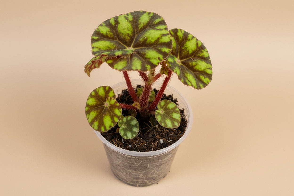  Begonia Rex ‘Zumba’ is a lively foliage begonia known for its swirling color and rhythmic pattern. 