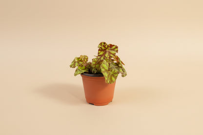  Begonia Rex ‘Zumba’ is a lively foliage begonia known for its swirling color and rhythmic pattern. 