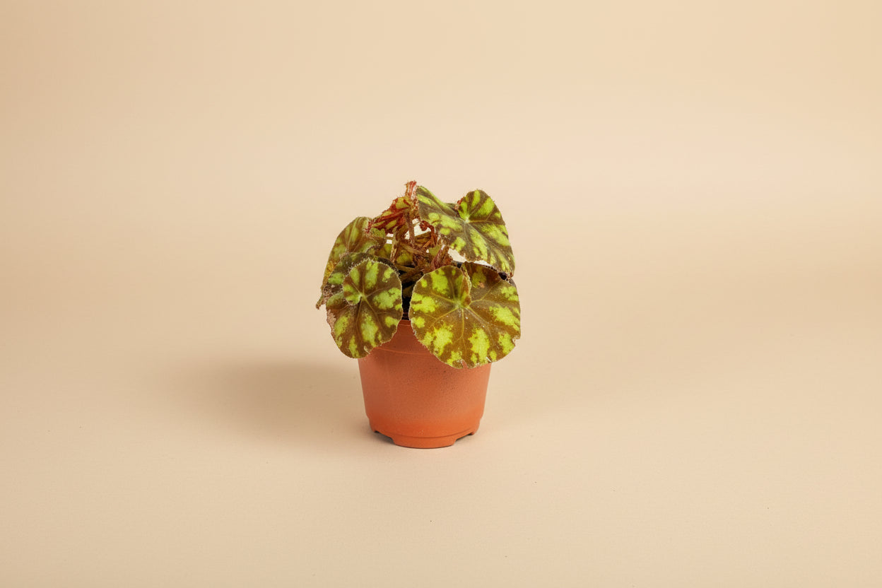  Begonia Rex ‘Zumba’ is a lively foliage begonia known for its swirling color and rhythmic pattern. 