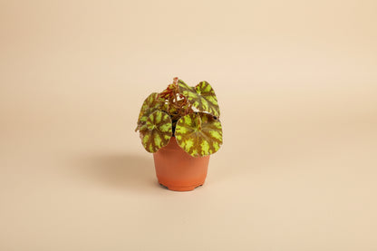 Begonia Rex ‘Zumba’ is a lively foliage begonia known for its swirling color and rhythmic pattern. 