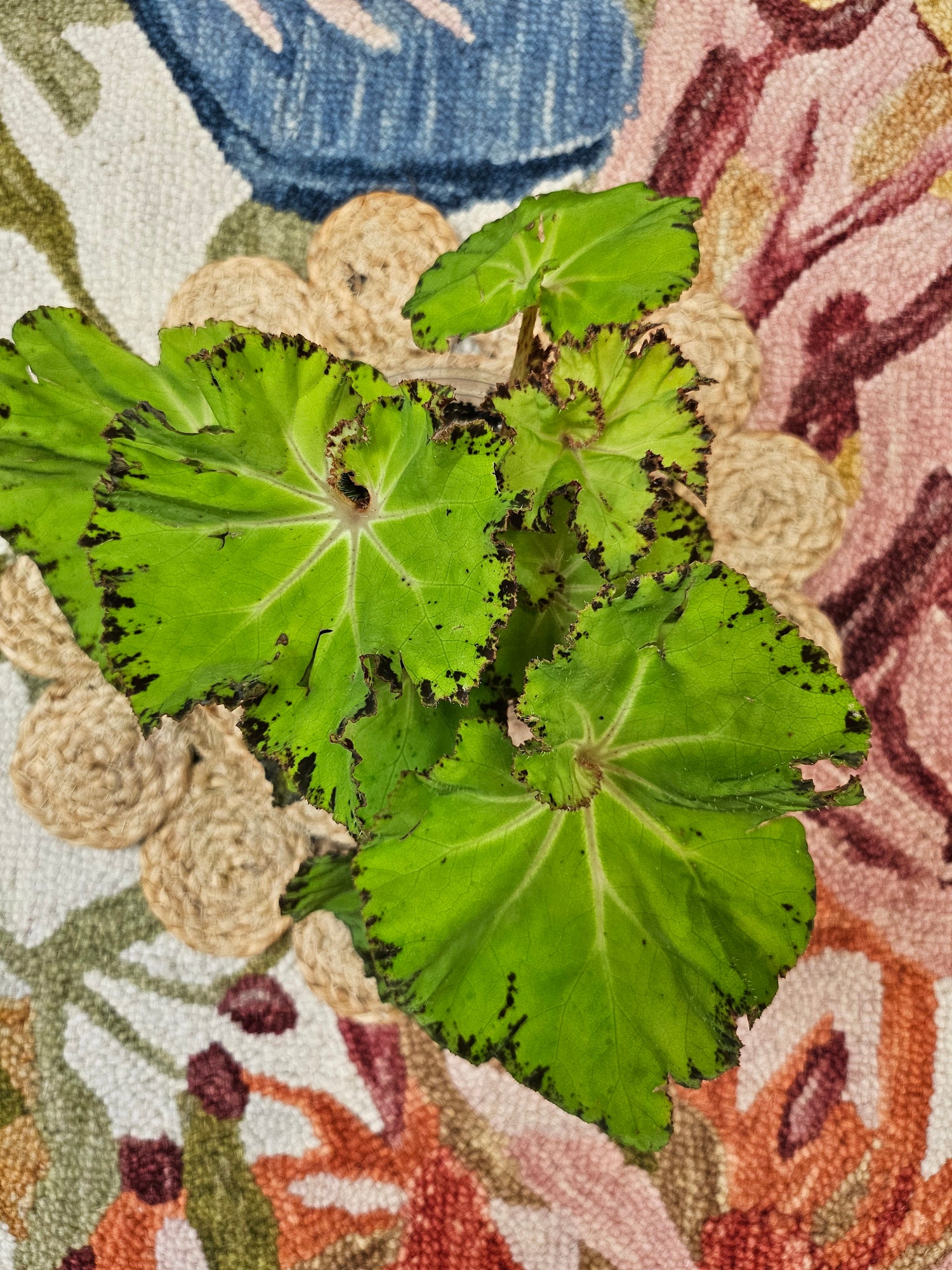 Begonia &