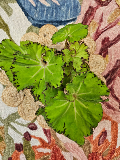 Begonia &